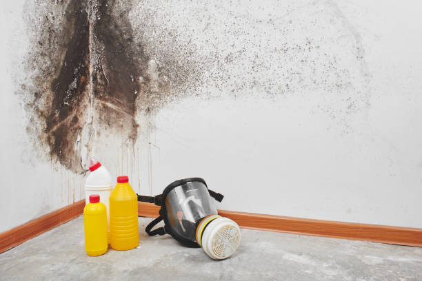 Best Mold Testing and Inspection Services in Santo Domingo Pueblo, NM