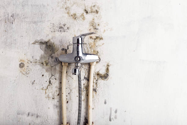 Best Health and Safety Mold Remediation in Santo Domingo Pueblo, NM