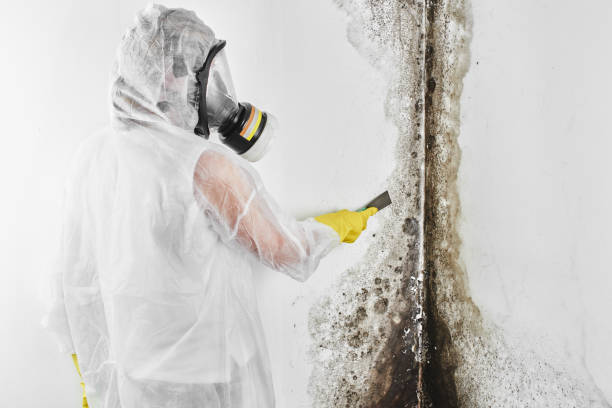 Best Residential Mold Remediation in Santo Domingo Pueblo, NM
