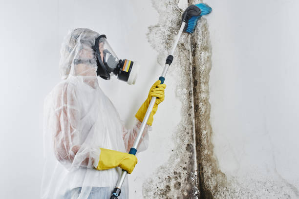 Best Localized Mold Remediation (e.g., coastal areas, humid climates) in Santo Domingo Pueblo, NM