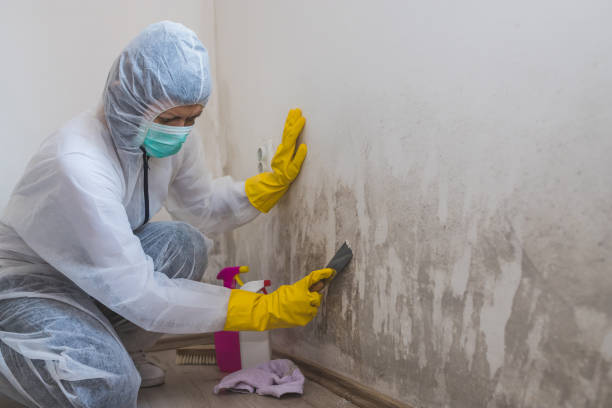 Professional Mold Remediation in Santo Domingo Pueblo, NM