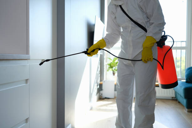 Best DIY Mold Remediation Support Services in Santo Domingo Pueblo, NM