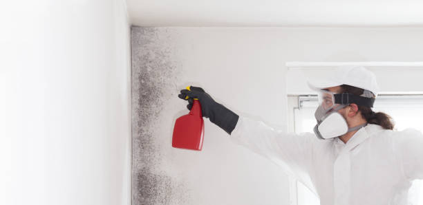 Best Commercial Mold Remediation in Santo Domingo Pueblo, NM
