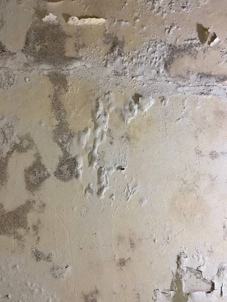 Best Bathroom Mold Remediation in Santo Domingo Pueblo, NM