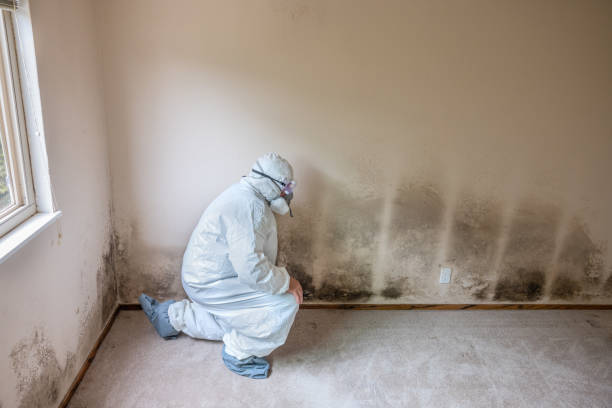 Best Post-Flood Mold Remediation in Santo Domingo Pueblo, NM