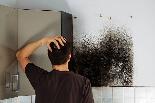 Best Basement Mold Remediation in Santo Domingo Pueblo, NM