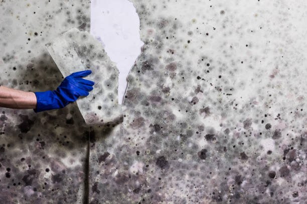 Best Black Mold Remediation in Santo Domingo Pueblo, NM