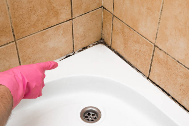 Best Kitchen Mold Remediation in Santo Domingo Pueblo, NM