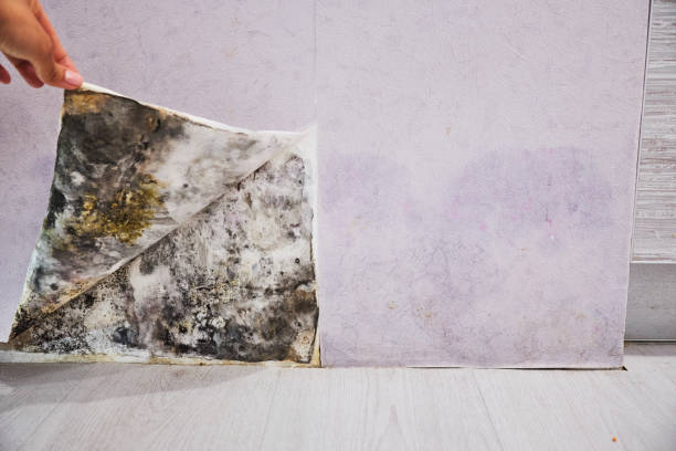 Best Residential Mold Remediation in Santo Domingo Pueblo, NM